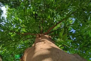 Ashoka Tree_ What Is Special About This Tree_