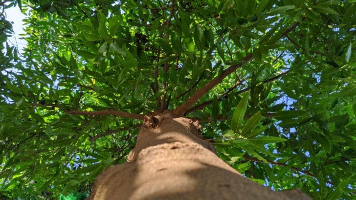 Ashoka Tree: What Is Special About This Tree?
