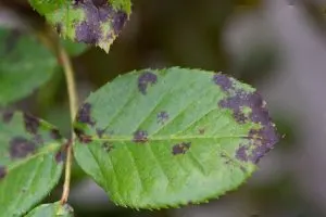 Black Leaves_ Solved Mystery Behind Blackened Leaves