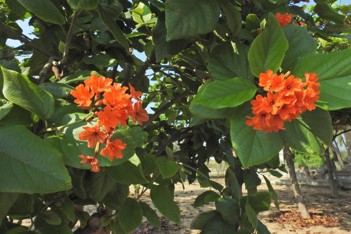 Geiger Tree: Must-Know Tips For Its Growing - Plantisima