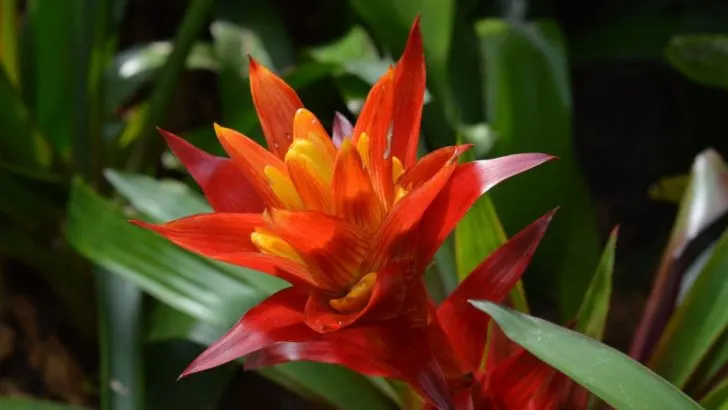 Bromeliad Florida: Colorful Showy Foliage Care Guide