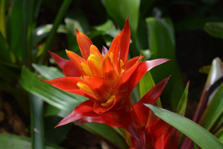 Bromeliad Florida_ Colorful Showy Foliage Care Guide