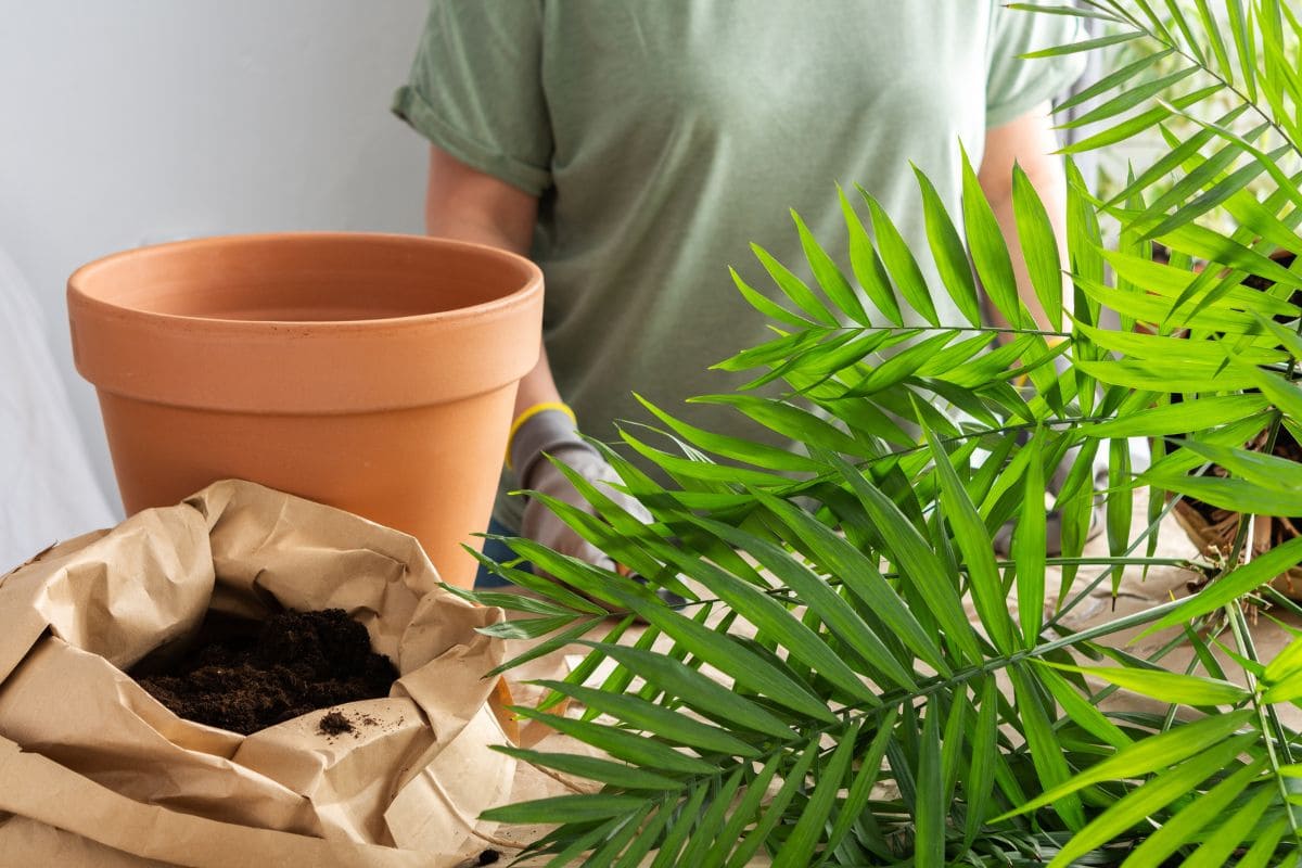 Say A Happy Meow To Your New Indoor Cat Palm Plantisima