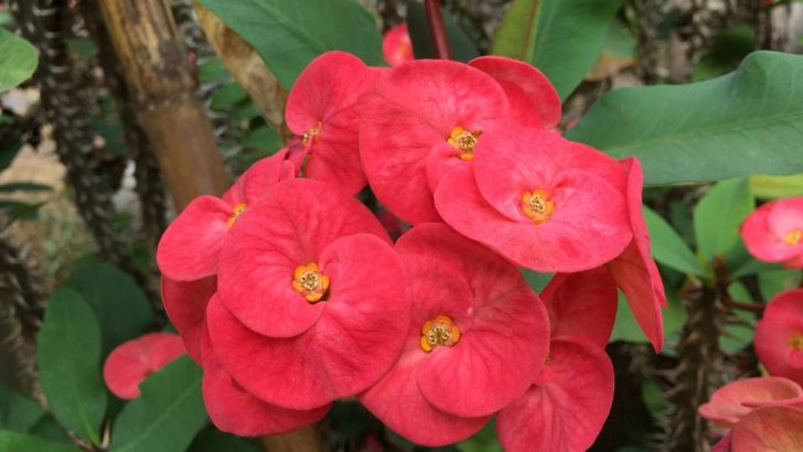 Crown Of Thorns Plant Care: Improve Growth With Our Tips