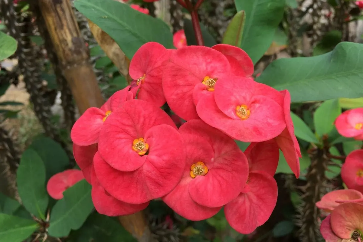 Crown Of Thorns Plant Care_ Improve Growth With Our Tips