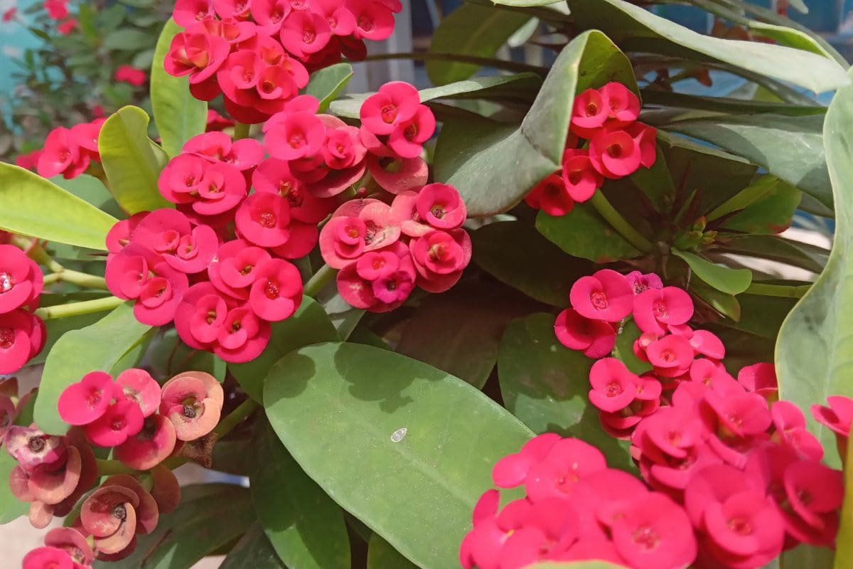 Cyclical Leaf Drop crown of thorns plant