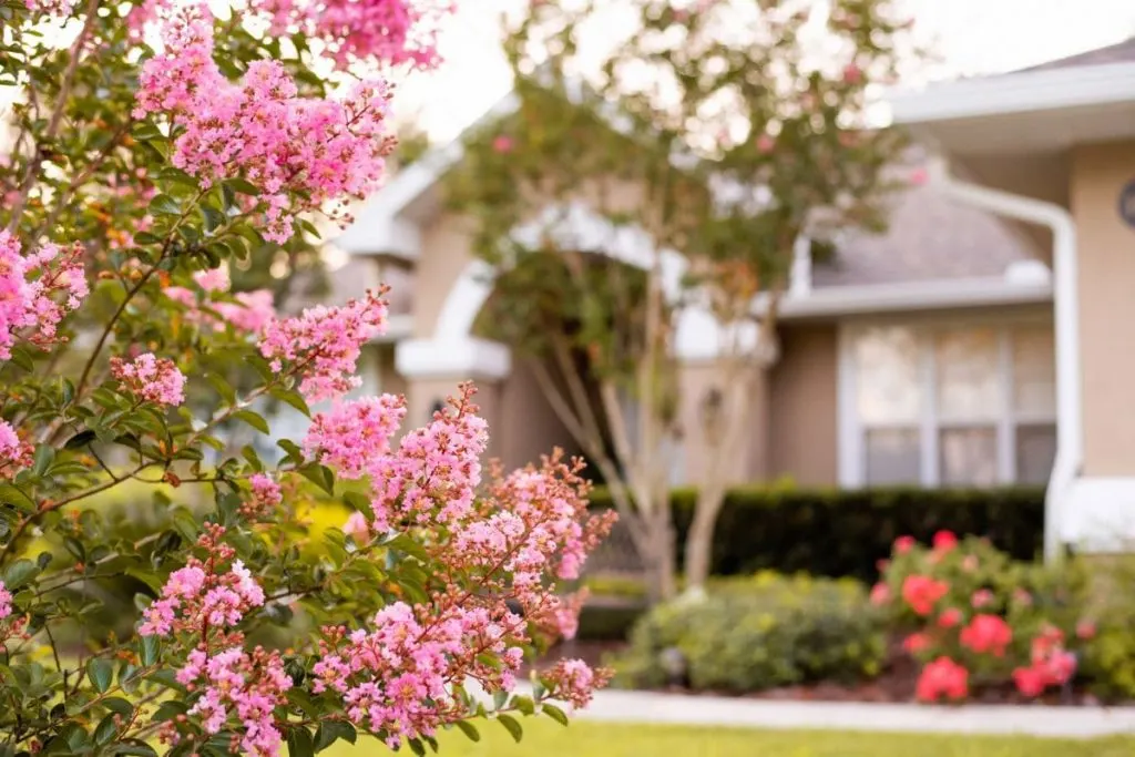 Dazzling-9-Florida-Native-Plants_-Florida-Landscape-Decor