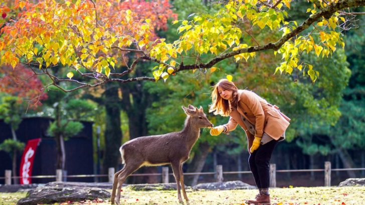 Deer Resistant Perennial: 11 Species You’ll Absolutely Love