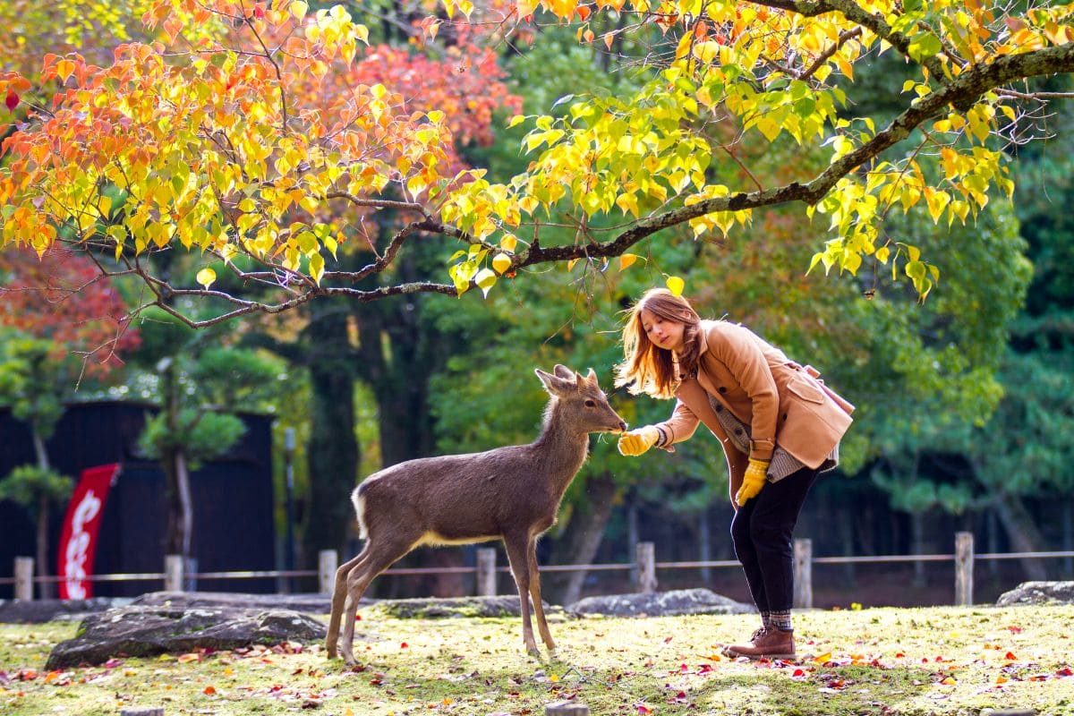 Deer Resistant Perennial_ 13 Species You'll Absolutely Love