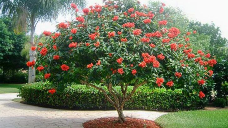 Effortless Beauty with the Flowering Jatropha Tree in Your Garden