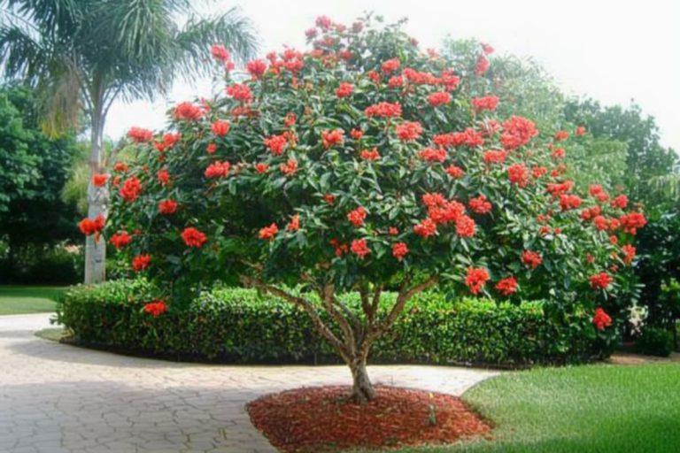 Effortless Beauty with the Flowering Jatropha Tree in Your Garden