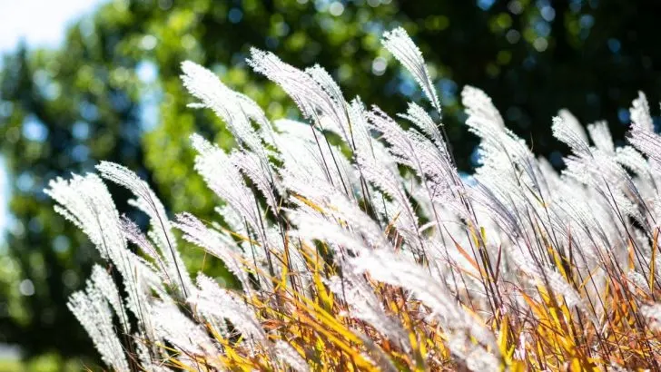 Flame Grass Facts Every Gardener Should Know for Stunning Results