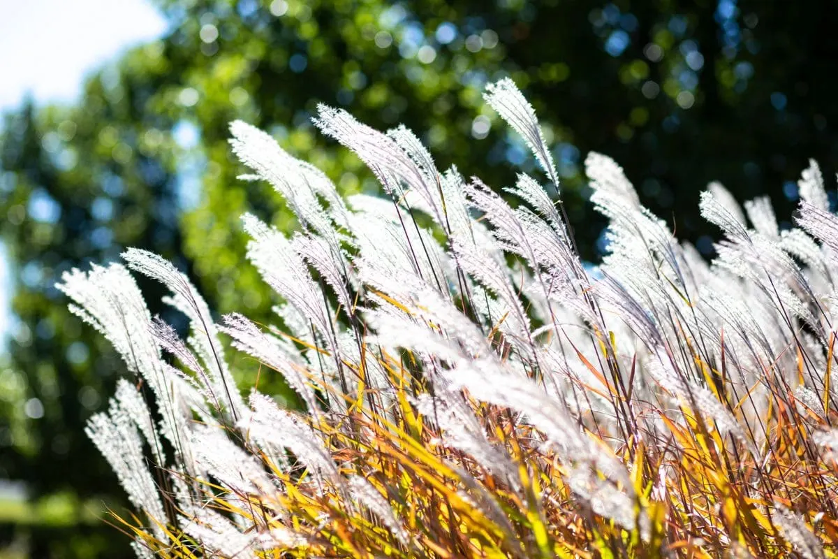 Flame-Grass_-Features-Location-Propagation-And-More