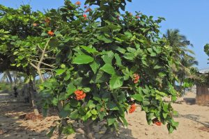 Geiger Tree_ Must-Know Tips For Its Growing