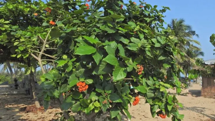 Your Guide to Growing a Beautiful Geiger Tree