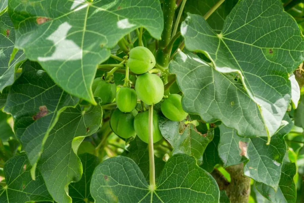 How-Many-Jatropha-Species-Is-There Jatropha Tree