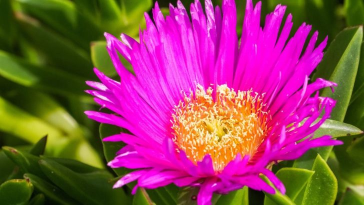 Ice Plant In California: A Few Steps To The Perfect Plant