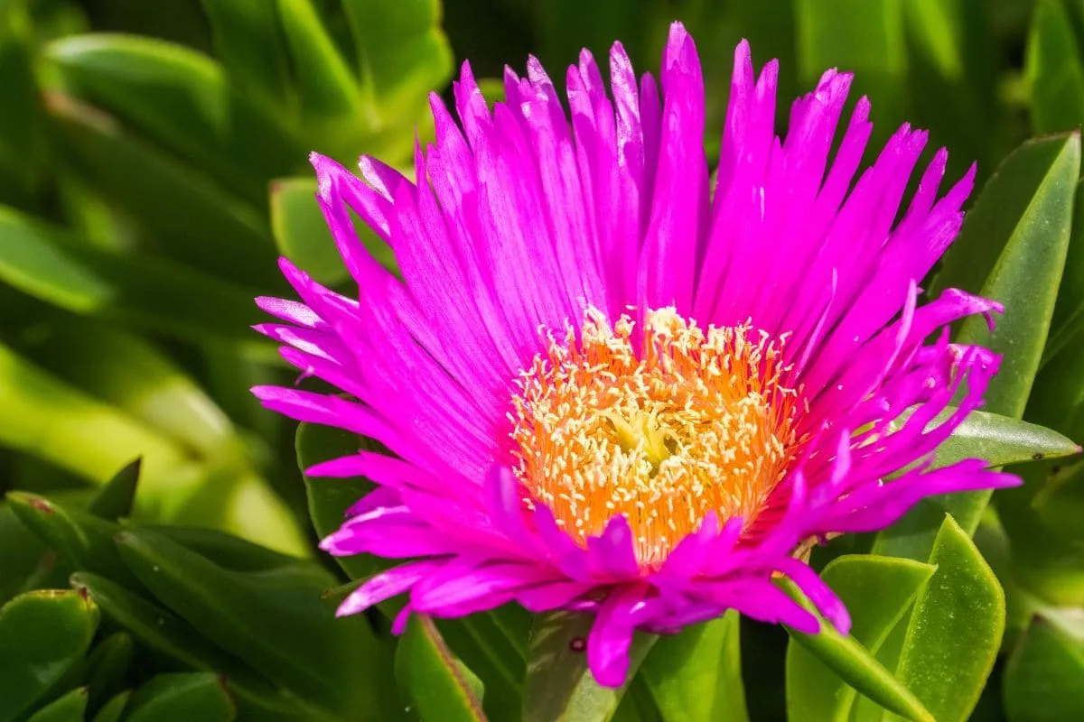 Ice Plant In California_ A Few Steps To The Perfect Plant