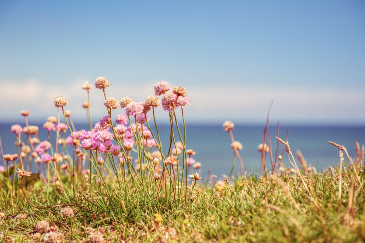 Wildflowers Quotes 97 Worth Reading Wildflower Sayings Plantisima