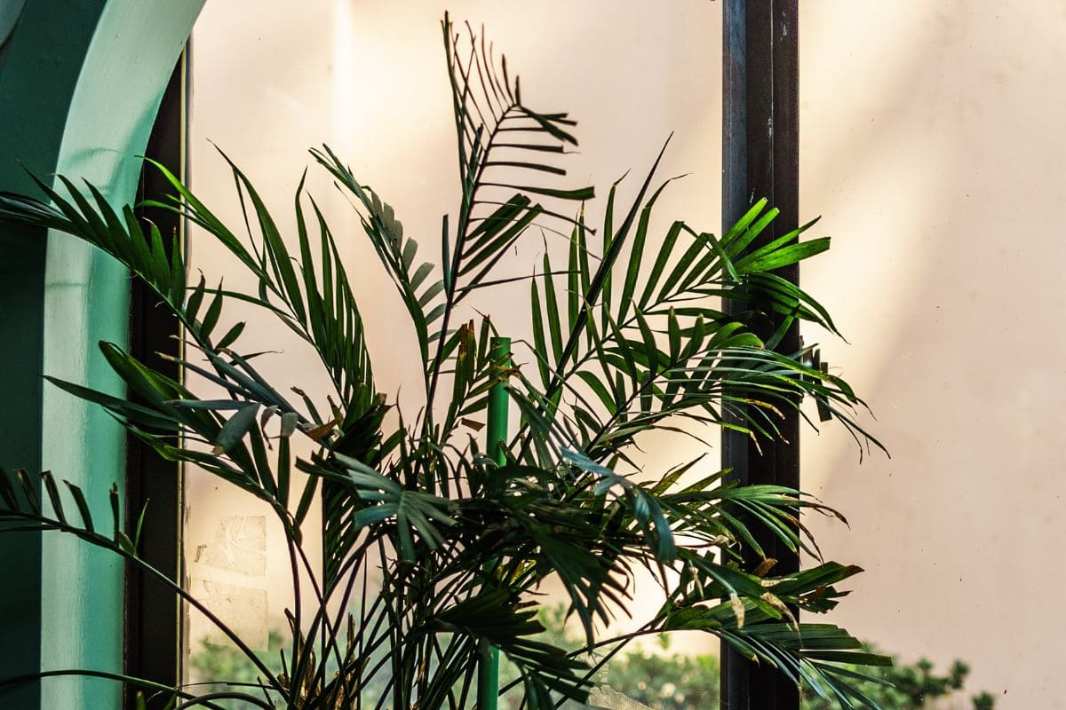 Say A Happy Meow To Your New Indoor Cat Palm Plantisima