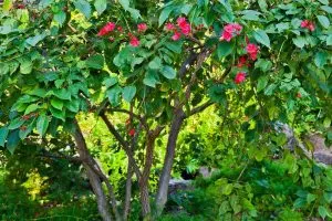 Minimal-Effort-Plant_-The-Beautiful-Flowering-Jatropha-Tree