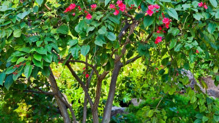 Minimal Effort Plant: Beautiful Flowering Jatropha Tree