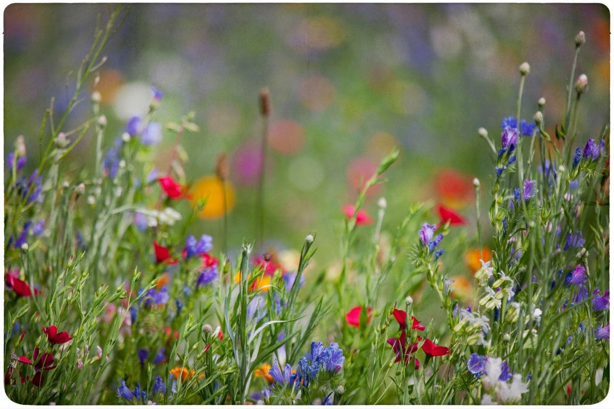 Wildflowers Quotes: 97 Worth Reading Wildflower Sayings - Plantisima