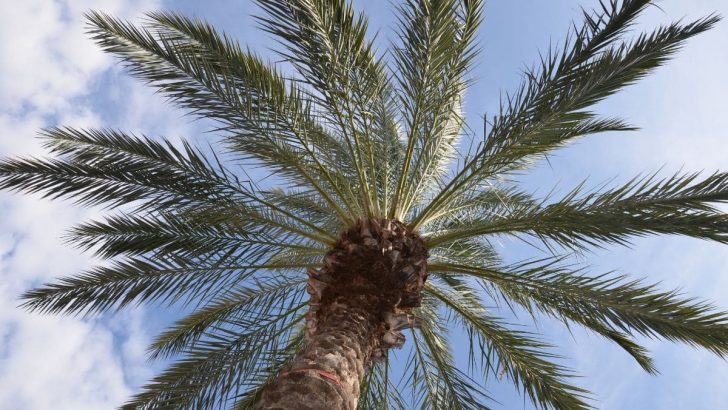 Royal Palm Tree: Add Class And Elegance To Your Yard