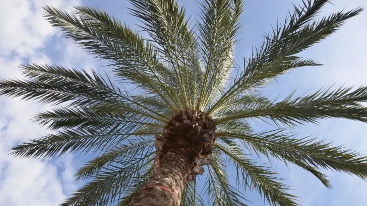 Royal Palm Tree: Add Class And Elegance To Your Yard