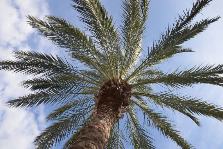 Royal-Palm-Tree_-Add-Class-And-Elegance-To-Your-Yard