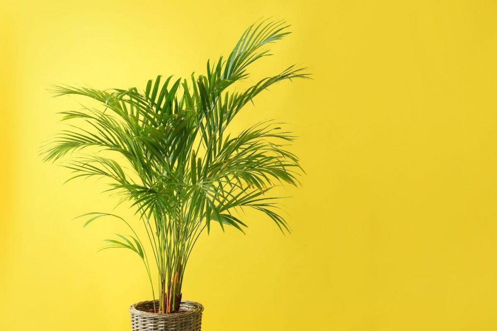 Trees Plantisima Trees Plantisima