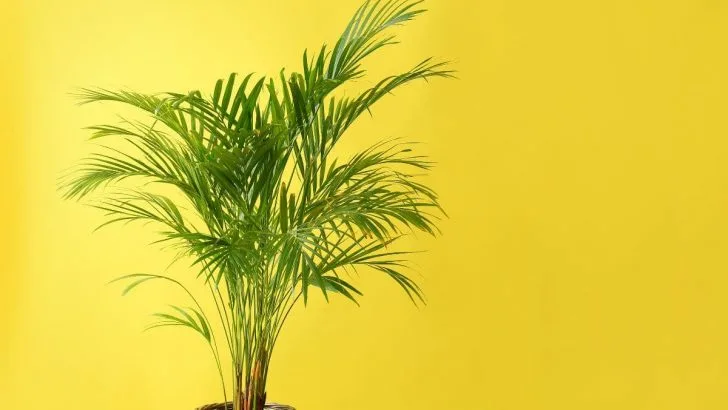 Say A Happy Meow To Your New Indoor Cat Palm