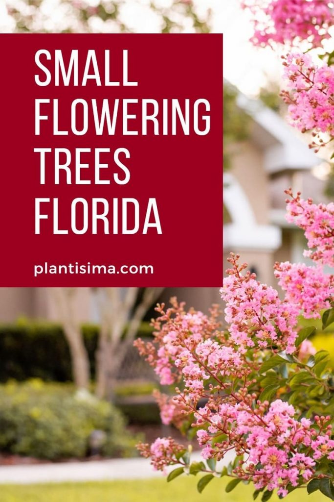 Small Flowering Trees Florida pin