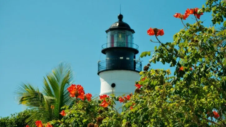 7 Small Flowering Trees Every Florida Gardener Will Love