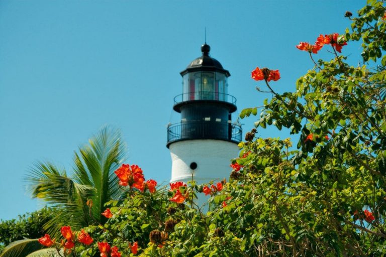 The-7-Best-Small-Flowering-Trees-Florida