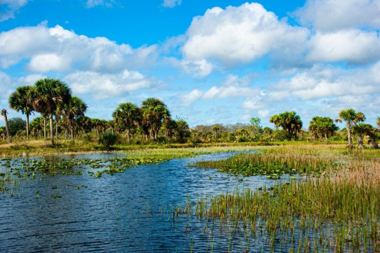 Top-9-Low-Maintenance-Florida-Plants-With-Care-Guide