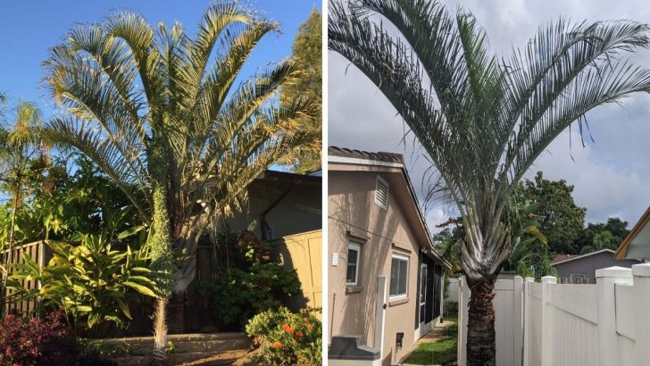 Meet the Triangle Palm: Madagascar’s Most Stunningly Unique Palm Tree