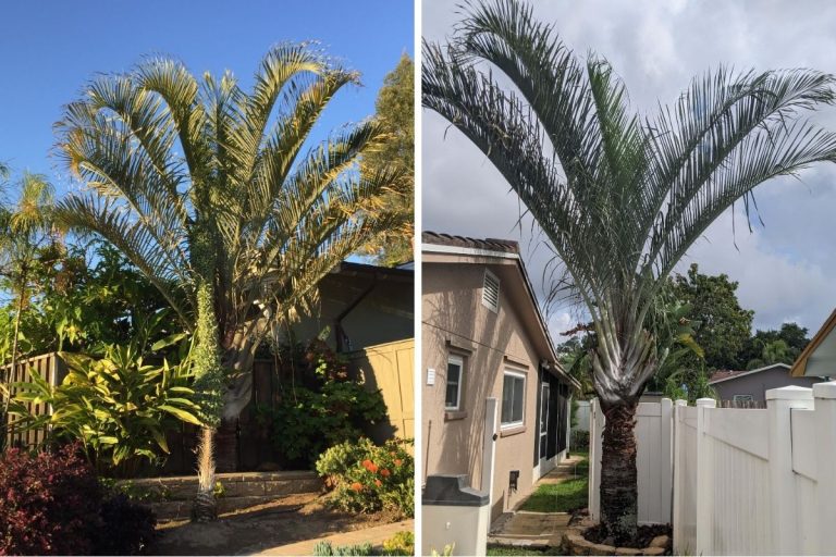 Meet the Triangle Palm: Madagascar’s Most Stunningly Unique Palm Tree
