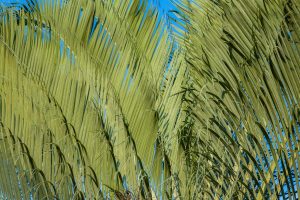 Triangle Palm Tree_ Madagascar's Most Unique Palm