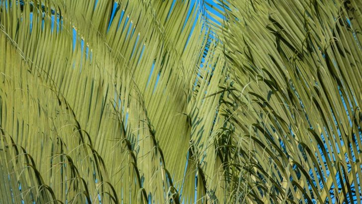 Triangle Palm Tree: Madagascar’s Most Unique Palm