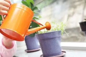 Watering-Plants-From-The-Bottom_-How-And-Why_