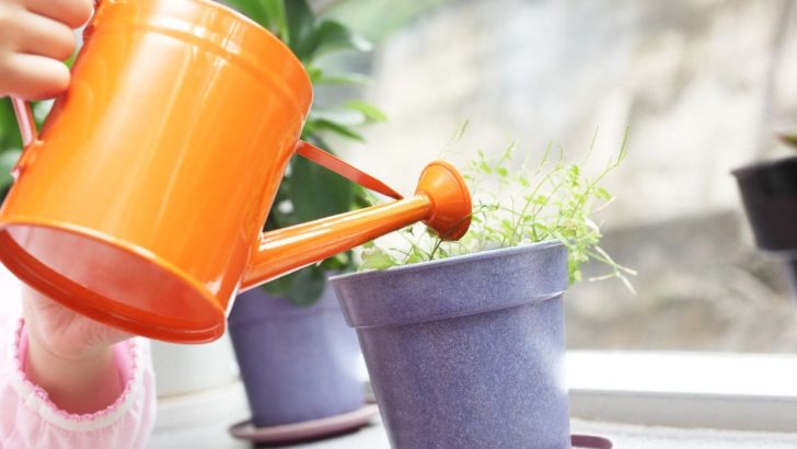 Watering Plants From The Bottom: How And Why?