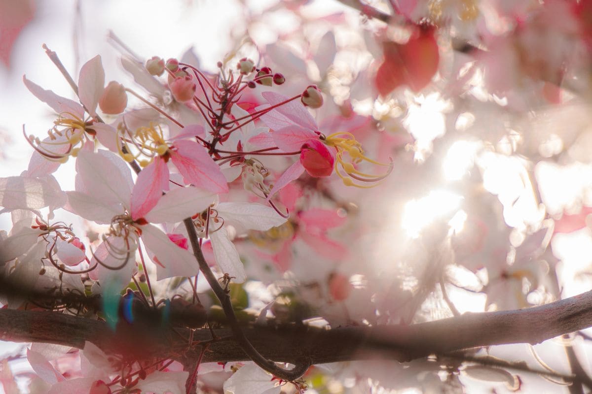 The 7 Best Small Flowering Trees Florida Plantisima