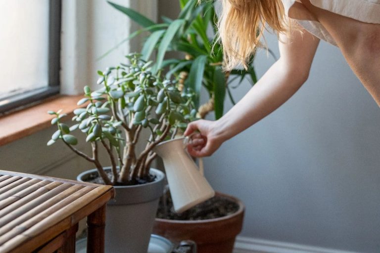 Watering Plants From The Bottom How And Why?