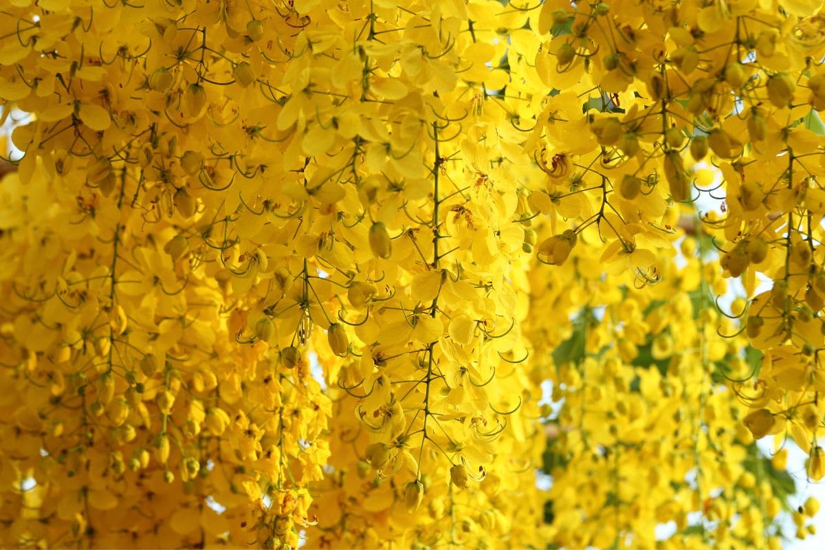 The 7 Best Small Flowering Trees Florida Plantisima