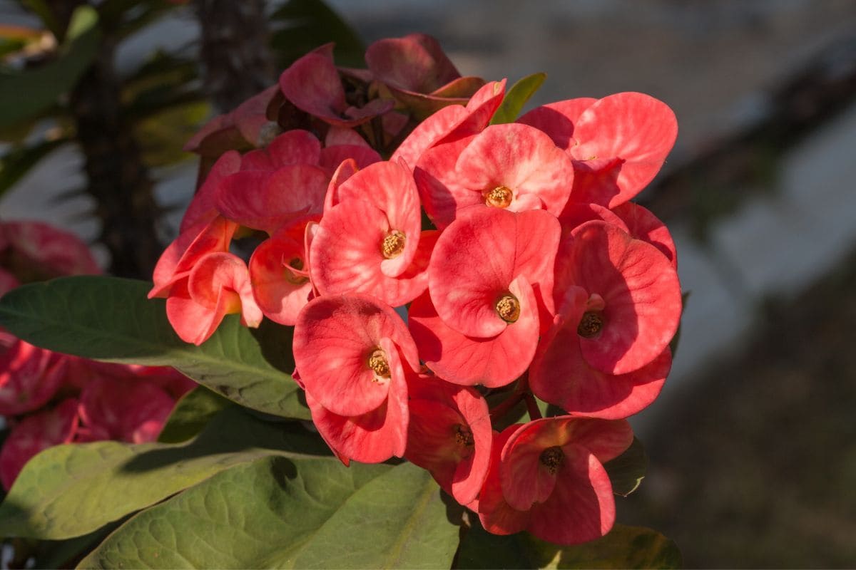 Crown Of Thorns Plant Care Improve Growth With Our Tips Plantisima   What Soil To Use For The Crown Of Thorns Plant 