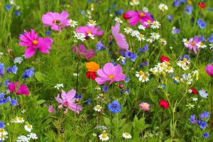 Wildflowers Quotes_ 97 Worth Reading Wildflower Sayings