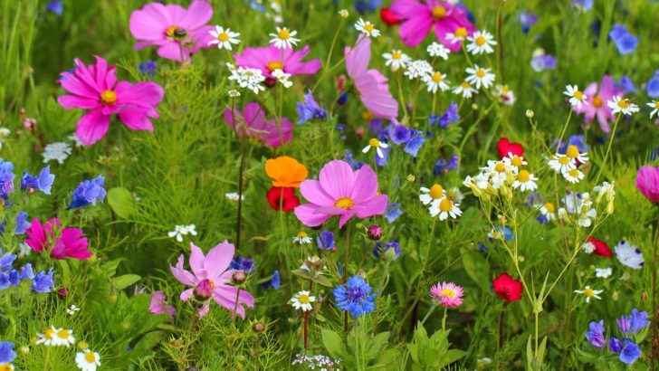 Wildflowers Quotes: 97 Worth Reading Wildflower Sayings