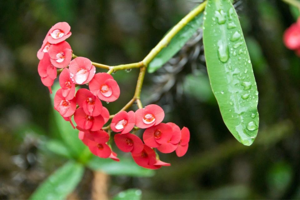 Crown Of Thorns Plant Care Improve Growth With Our Tips Plantisima   Wrapping Up Crown Of Thorns Plant Care 960x640 