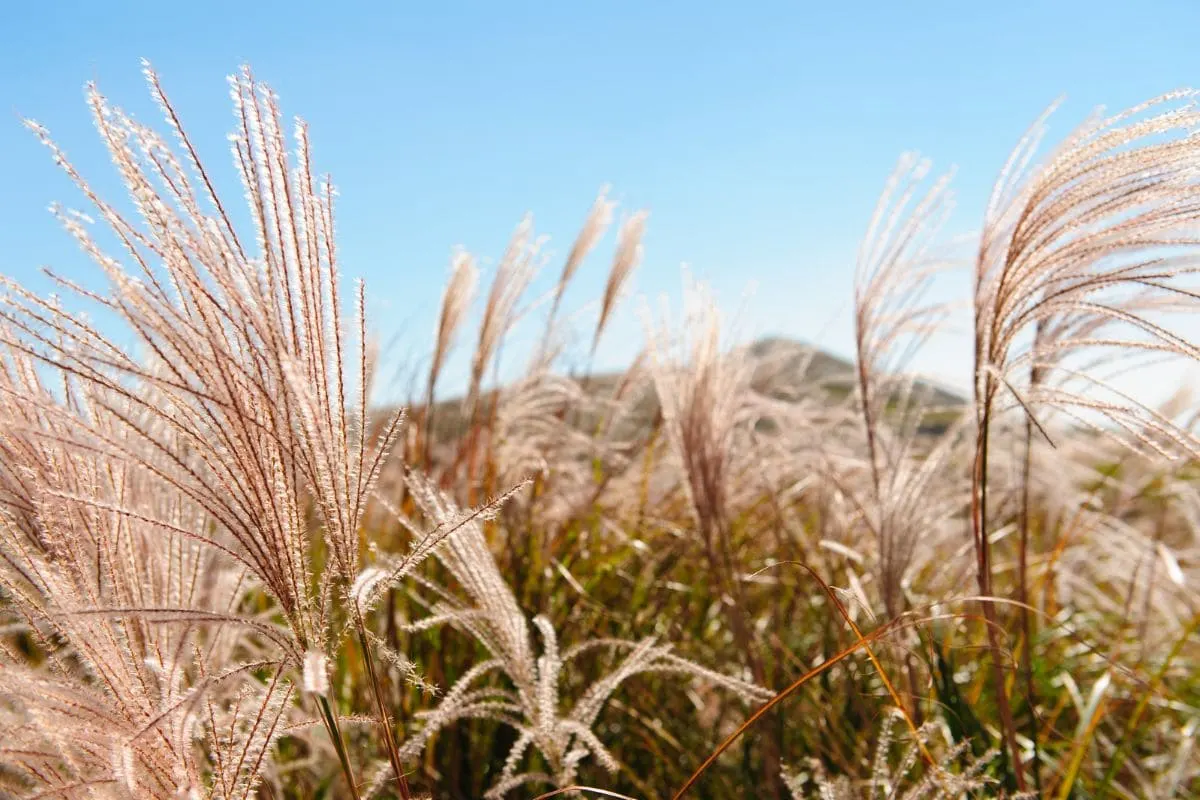 Wrapping-Up-Miscanthus-purpurascens-